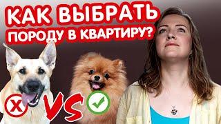 Какую породу собак выбрать для квартиры? Рекомендации от профи