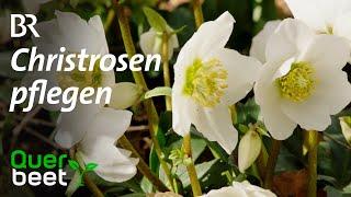 Christrosen im Schlosspark Dennenlohe