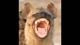 Hyena laughing