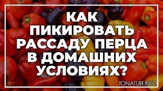 Как пикировать рассаду перца в домашних условиях? | toNature.Info