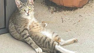 Man takes in stray cat, then comes the big surprise