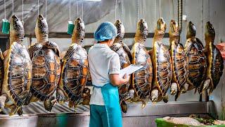 Turtles Farm - How Farmers Raise Millions of Soft-Shelled Turtles - Turtles Processing in Factory