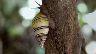 Relaxing With Slow-Moving Snails | The Wild Place | BBC Studios