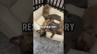 Visit pawz-n-clawzpuppies.com for more info on my Frenchie puppies! #puppy #puppylife #frenchie