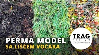 PERMA MODEL WITH FRUIT LEAVES (2021) [TRACE OF THE PLANT]