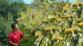 Grandma picks chestnuts and eats snowskin chestnut mooncakes during the Mid-Autumn Festival.