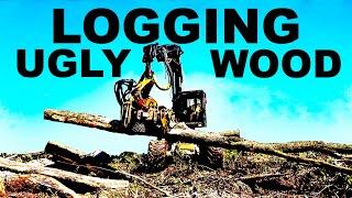 LOGGING UGLY WOOD!