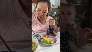 Baby monkey LINDA eats salad