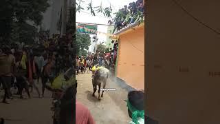 L. K. M PLAY BOY#eruthukattu #manjuvirattu #jallikattu