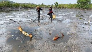 Mangrove Crab Catching Adventure - You Won’t Believe What We Found!