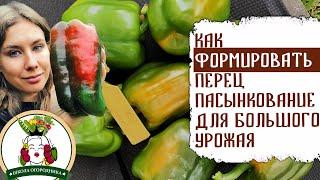 КАК ФОРМИРОВАТЬ ПЕРЕЦ. ПАСЫНКОВАНИЕ ДЛЯ БОЛЬШОГО УРОЖАЯ.