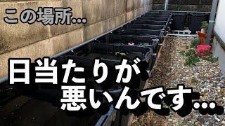 日当たりの悪い場所でのメダカ飼育方法容器はベアタンクor何か入れる？エアレーションはあったほうがいい？