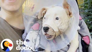 Dog With A Broken Jaw Found In The Road | The Dodo