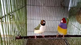 Gouldian Finch Singing/Dance