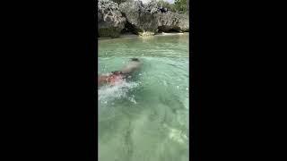 Merman Sightings ‍️ Philippines ( Filipino Merman)