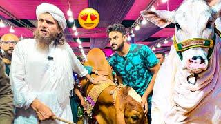 MUFTI TARIQ MASOOD KO JANWAR PASAND AGAYA️ | COW MANDI VLOG | BAKRA EID