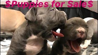 American bully puppies for Sale!! Ultra Class Kennels
