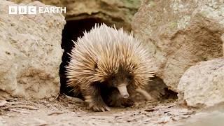 Behind The Scenes Of A Nature Documentary | Mammals | BBC Earth