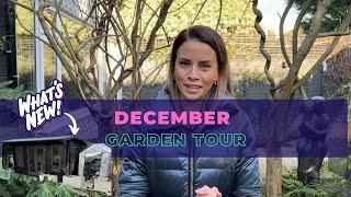Whats In My Garden In December-Gardening For Beginners