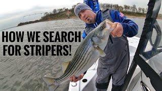 How to find Stripers! Super simple! Striped Bass are always on the move. This is how we find them!