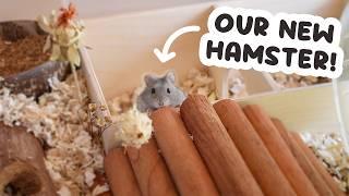 Meet Our NEW Hamster + Taming Tips 