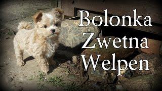 Bolonka Zwetna Welpen - Entwicklung von der Geburt bis zum abgabefähigen Alter. Bolonka Zwetna Doku