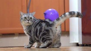 Attaching a Balloon to Cats [SURI&NOEL]