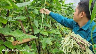 Plant and harvest cowpeas and sell them at the market - khánh / farm building