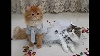 Cat wedding, Cute Cats get married!