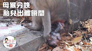 The whole process of the mother monkey giving birth, ravaging, and killing the baby monkey