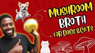 Mushroom Broth for Dogs, Cats, & even Humans! SUPER EASY DIY Recipe | Easy Way to Support Immunity!