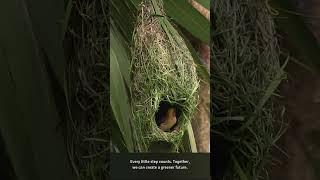 Two Floors, One Nest!  🪹️ #weavers #nest #birdlife  #duplex