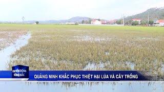 Quảng Ninh khắc phục thiệt hại lúa và cây trồng