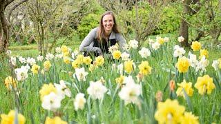 Naturalized Daffodils and Mini Meadow Update // Northlawn Flower Farm