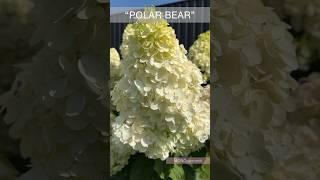 Гортензия метельчатая «Polar Bear»