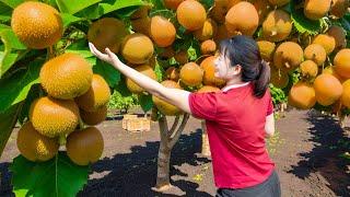 HOW TO Harvesting Brown Hairy Apple Go to Sell - Harvest and Sell | Lý Tiểu Luyến