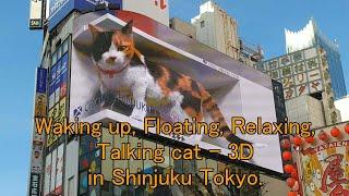 (No cut) Waking up, Floating, Relaxing, Talking cat - 3D digital billboard in Shinjuku Tokyo.