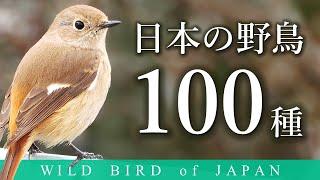 解説！日本の野鳥100種【秋・冬編】