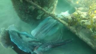 Giant cuttlefish mating