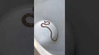 snake in bucket