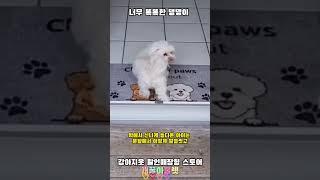 우리집강아지도 이랬으면 좋겠다 #똑똑한강아지 #강아지 #강아지웃긴영상 #댕댕이  -개꿀아울렛 #shorts