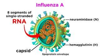 Influenza (The Flu)