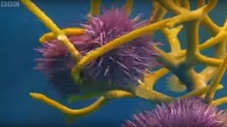 Army of Sea Urchins? | Planet Earth | BBC Earth