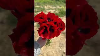 Маки в Дагестане #дагестан #избербаш#дагестанотдых