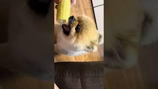 누렁이는 옥수수 킬러였다.. #dogshorts#dogvideos#pomeranian#강아지먹방#강아지쇼츠#포메라니안#shortvideo#강아지일상 #강아지먹방asmr