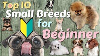 Top 10 Small Dog Breeds For First-time Owners