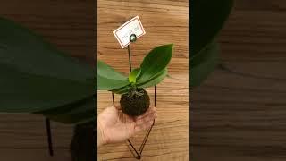 Kokedama de mesa - by Kokepet