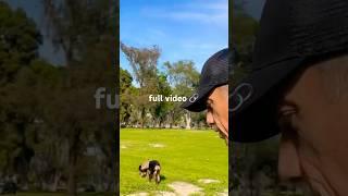 Does my dog sniff too much #dogwalk #outdoors #doglover #parkwalk