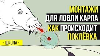 Монтажи для ловли карпа. Как происходит поклевка в карпфишинге? Тестируем на земле..