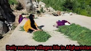 Afghanistan village life #jaghori village life#rural life